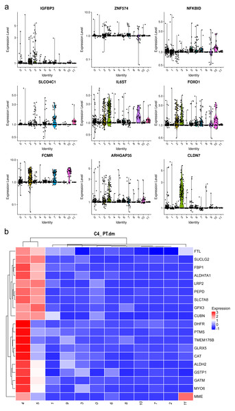 Violin plots showing the expression of representative marker genes of Cluster 1 across the 12 clusters.