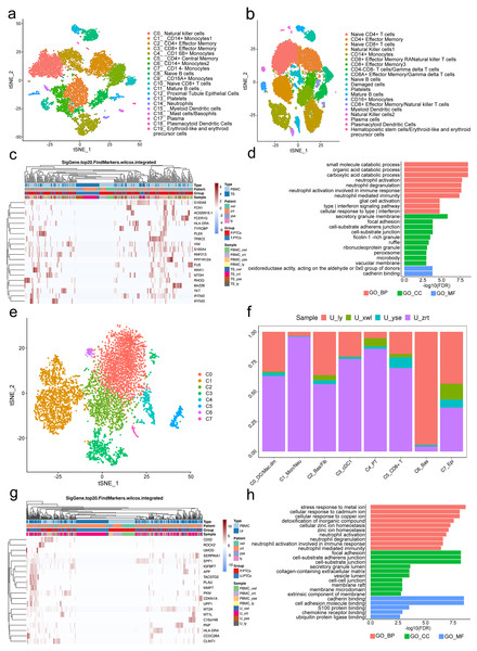 Classification of proximal tubule cells (PTCs) and gene ontology (GO) analysis of differentially expressed genes (DEGs) in blood and urine PTCs.