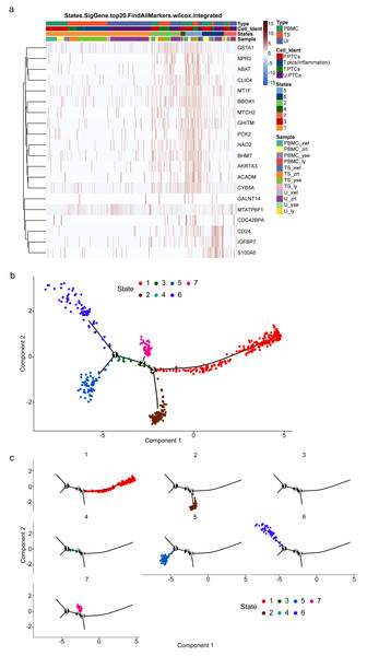 Potential developmental trajectories of proximal tubule cells (PTCs) based on their expression of marker genes.