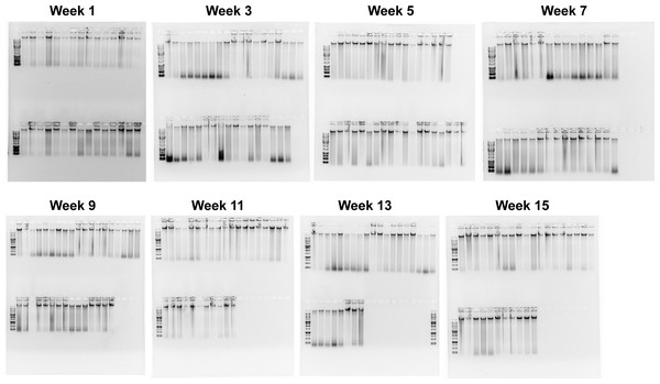 Quality check gel electrophoresis on randomly selected genomic DNA extractions bi-weekly.