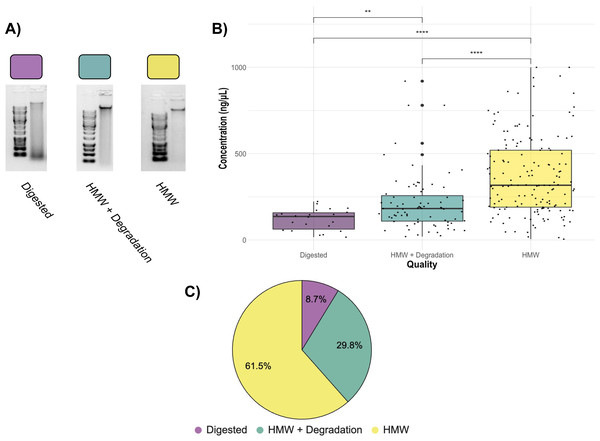 Assessment of 252 randomly selected DNA extractions (A) Examples of Digested, HMW + Degradation, and HMW quality genomic DNA extractions determined by gel electrophoresis (B) Quality assessment of genomic DNA extractions.