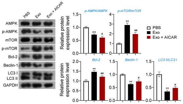 ADSCs-Exo inhibited GC autophagy by suppressing the AMPK/mTOR pathway.