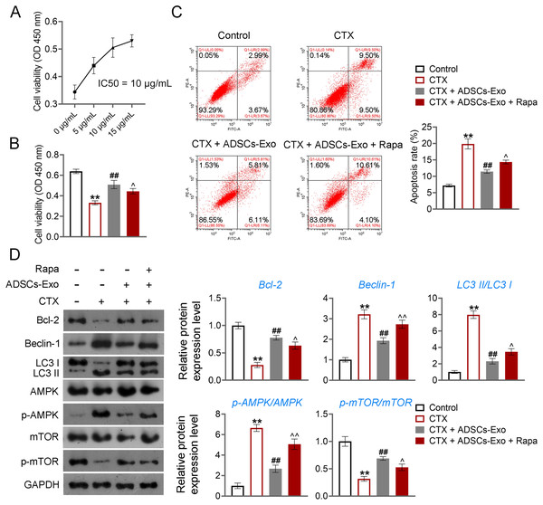 ADSCs-Exo inhibited AMPK/mTOR-mediated autophagy in cyclophosphamide (CTX)-treated human ovarian granulosa-like tumor (KGN) cells.