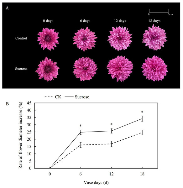 Effect of Sucrose on flower colour (A) and diameter (B) during the vase life of cut Chrysanthemum ‘Dante Purple’.