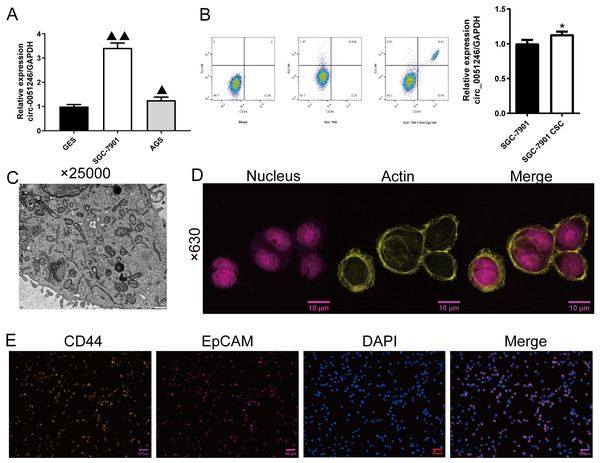 Screening and identification of SGC-7901 cancer stem cells (n= 3, mean ± SD).