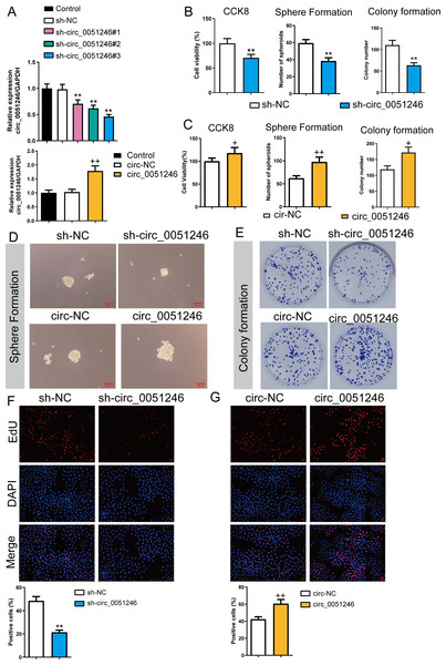 Circ_0051246 promoted the proliferation and self-renewal in SGC-7901 cancer stem cells (CSCs) (n= 3, mean ± SD).