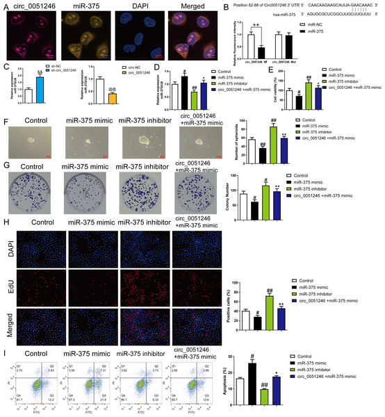 The circ_0051246 inhibited the effects of miR-375 on the proliferation, self-renewal, and apoptosis in SGC-7901 cancer stem cells (CSCs) (n= 3, mean ± SD).