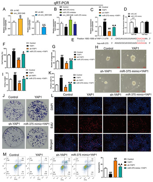 MiR-375 inhibited the effects of YAP1 on the proliferation, self-renewal, and apoptosis in SGC-7901 cancer stem cells (CSCs) (n= 3, mean ± SD).