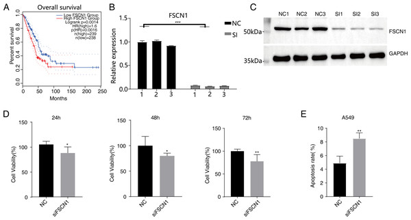 Knockdown of FSCN1 inhibits cellular proliferation and promotes apoptosis in A549 cells.