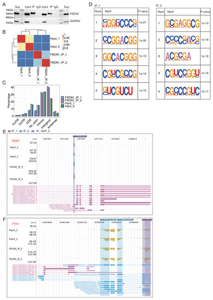 FSCN1 binds to mRNA associated with lung carcinoma in A549 cells.