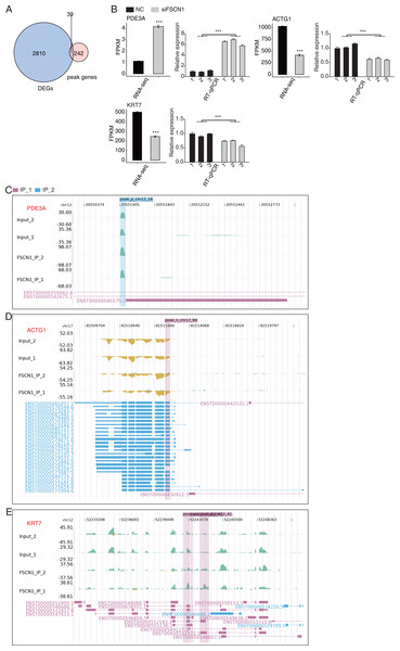 FSCN1 binds to RNA and regulates its expression.