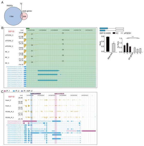 FSCN1 binds to mRNA and regulates its alternative splicing.