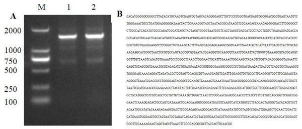 Electrophoresis and nucleotide sequence of 16S rDNA PCR products of strain HJ-01.