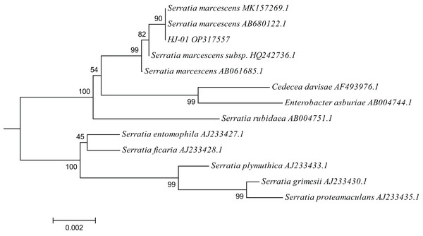 Phylogenetic placement of strain HJ-01 based on 16S rDNA.