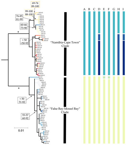 Phylogenetic patterns of Deto from southern Africa.