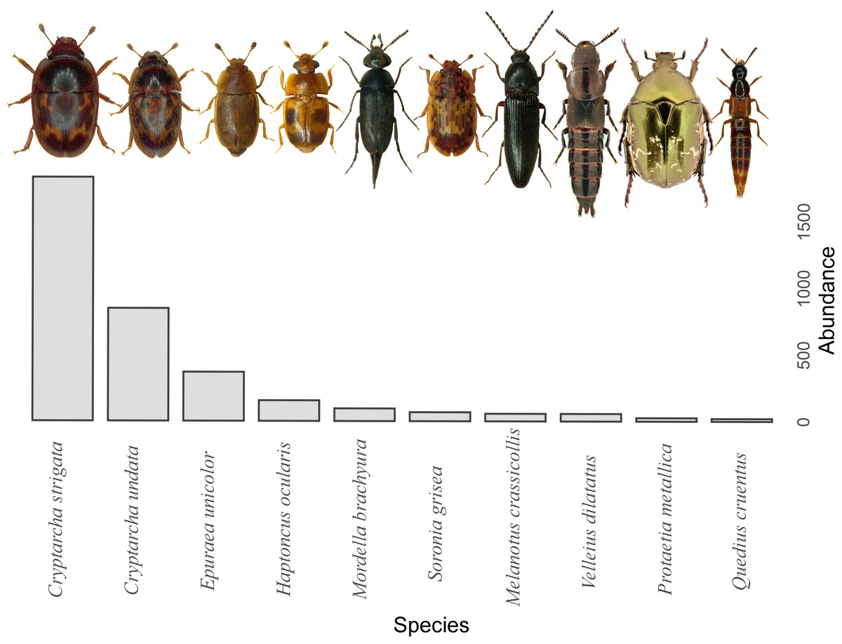 Trapping liquids may bias the results of beetle diversity assessment ...