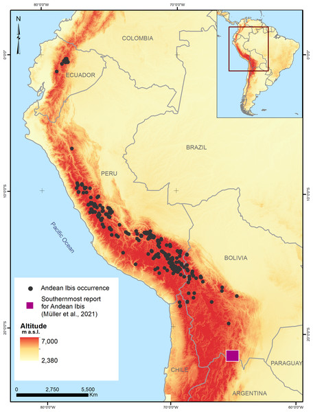 Records of the presence of the Andean Ibis (Theristicus branickii) in South America between 2003 and 2020.