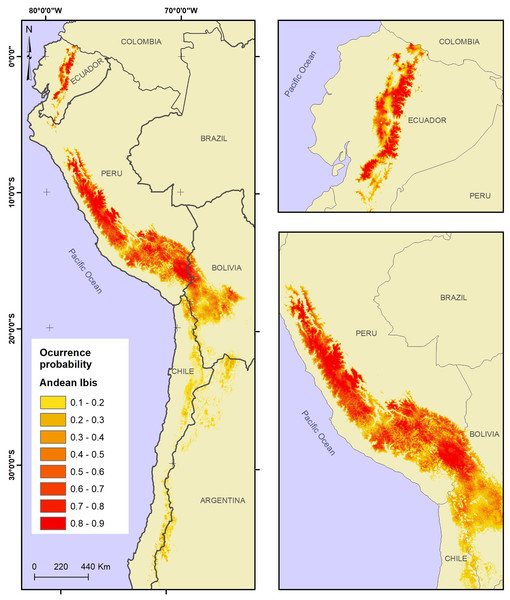 Potential distribution of the Andean Ibis (Theristicus branickii) in South America.