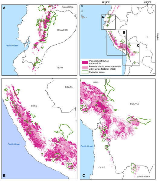 Potential distribution of the Andean Ibis (pink) in South America.