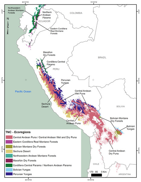 South American ecoregions (The Nature Conservancy, 2003) and the potential distribution of the Andean Ibis.