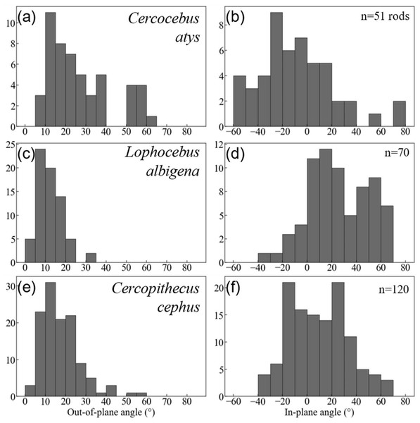 Histogram summaries of out-of-plane and in-plane angles of prisms in trigon basins of Cercocebus atys (A–B), Lophocebus albigena (C–D), and Cercopithecus cephus (E–F).