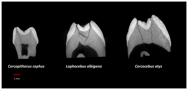 µCT virtual slice comparisons among Cercopithecus cephus (85-4), Lophocebus albigena (85-7), and Cercocebus atys (2108).