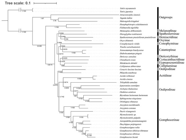 Phylogenetic evolution inferred from the BI and ML of the PCG123 matrix.