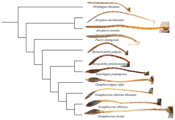 Phylogenetic evolution of antennae in Gomphocerinae.