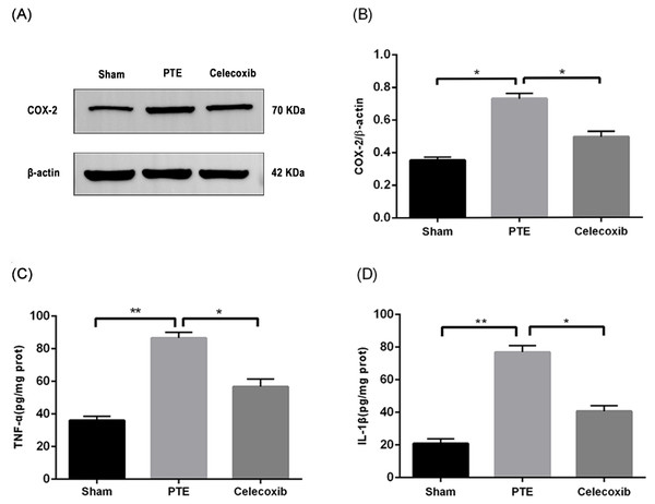 Expression levels of COX-2, TNF-α, and IL-1 β.