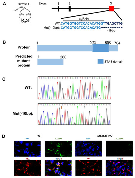 Generation of Slc26a1-KO mice.