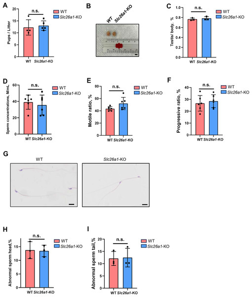 Normal fertility in Slc26a1-KO mice.