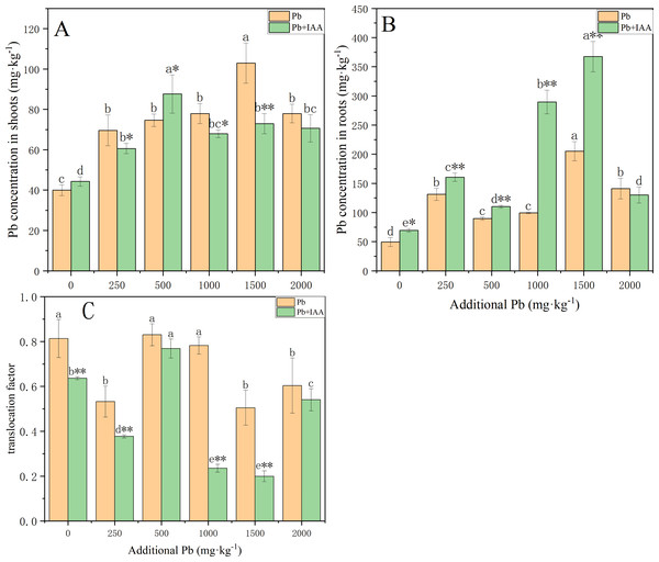 Pb concentration in shoots (A) and roots (B) with or without foliar spraying of IAA, and (C) the translocation factor of ryegrass.