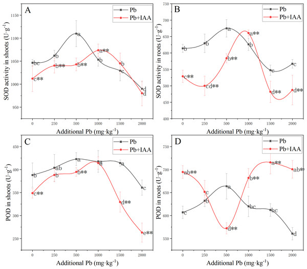 Shoot SOD activity (A), root SOD activity (B), shoot POD activity (C) and root POD activity (D) of ryegrass growing in Pb-spiked soil with or without foliar spraying of IAA.