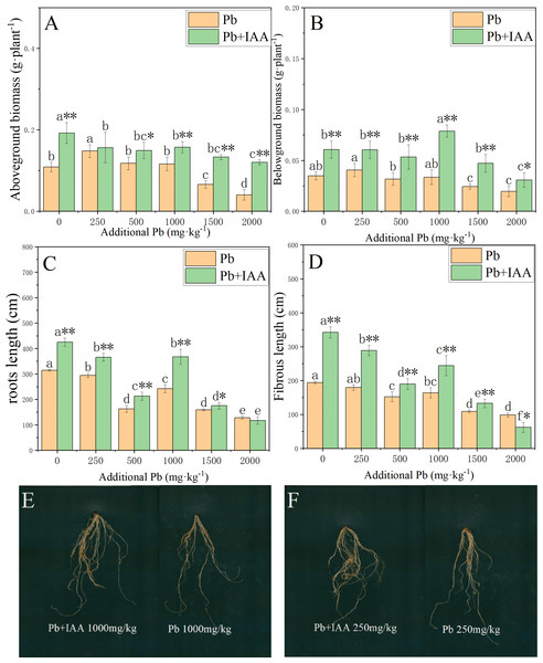 Shoot biomass (A), root biomass (B), total root length (C), fibrous root length (D) in Pb and Pb+IAA treated plants. E and F presented the roots of Pb+IAA (left) and Pb (right) treated plants.