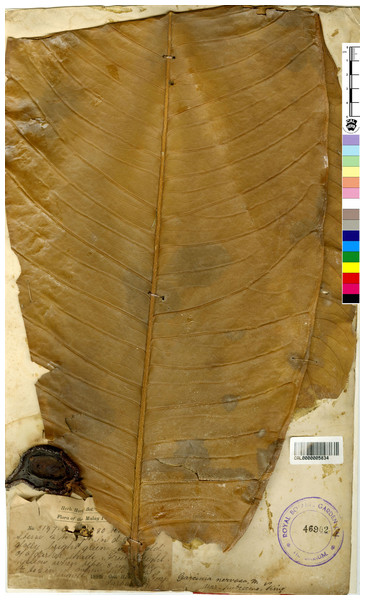 Lectotype of Garcinia nervosa var. pubescens, Kunstler 3197 (CAL [CAL0000005834]) from Peninsular Malaysia, Perak, Larut.