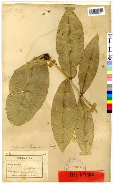 Lectotype of Garcinia prainiana, Scortechini 1796 (CAL [CAL0000005844]) from Peninsular Malaysia, Perak, Kuala Dipang (originally “Kwala Dipang” on the label; originally published “Kwala Dynong”).