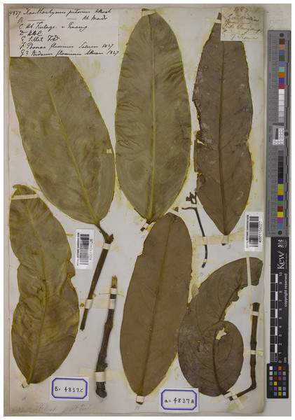 Lectotype of Garcinia xanthochymus, Wallich Cat. 4837A (K-W [K001104026), Roxburgh’s Herbarium.