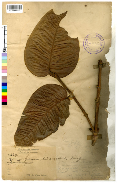 Lectotype of Garcinia andamanica, King’s Collector 224 (CAL [CAL0000024974]) from India, Andaman Islands, designated by Shameer & Mohanan (2019).