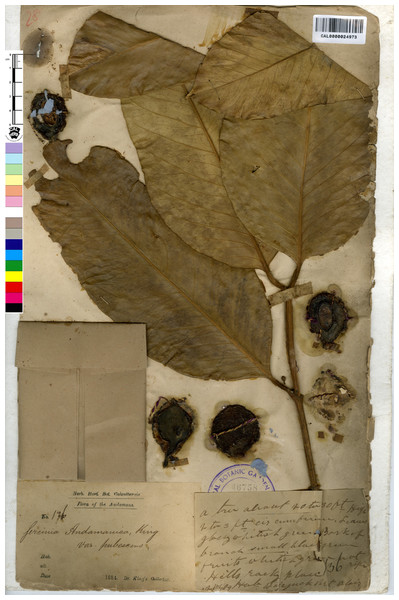 Lectotype of Garcinia andamanica var. pubescens, King’s Collector 136 (CAL [CAL0000024973]) India, Andaman Islands, first step designated by Maheshwari (1964).