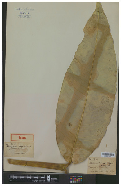 Lectotype of Garcinia nervosa, Diepenhorst HB647 (L [U0002403]) from Indonesia, Sumatra, Pariaman (originally “Priaman” on the label).