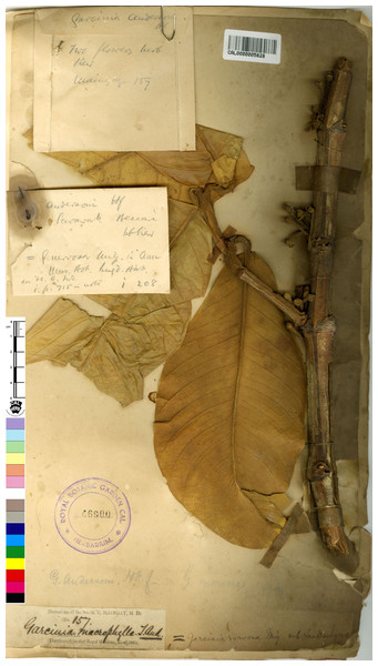 Lectotype of Garcinia andersonii, Maingay 157 (CAL [CAL0000005828]) from Peninsular Malaysia, Malacca.