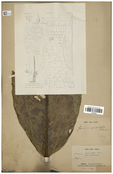 Lectotype of Garcinia spectabilis, Beccari 2966 (P [P04700284]) from Borneo.