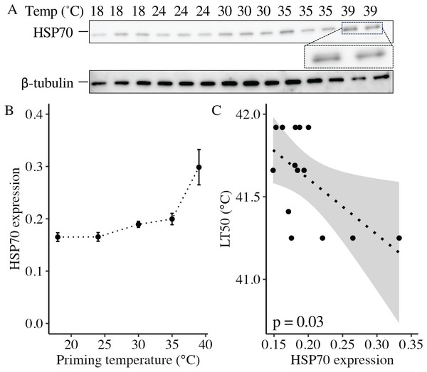 Effects of heat priming on HSP70 expression and relationship to heat tolerance.