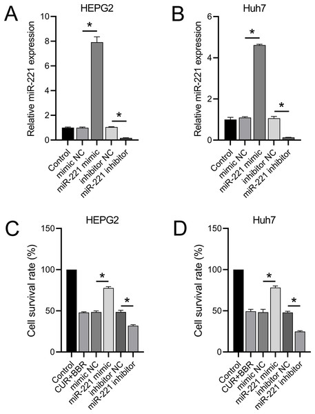 miR-221 affects the combined therapeutic effect of CUR-BBR.