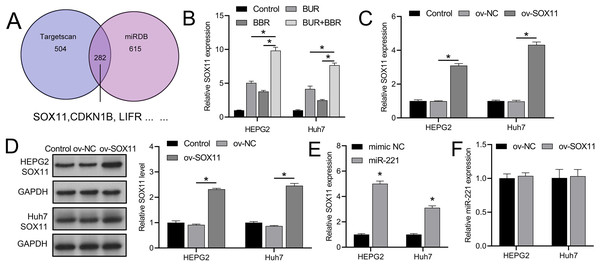 CUR-BBR combination therapy promotes SOX11 expression.