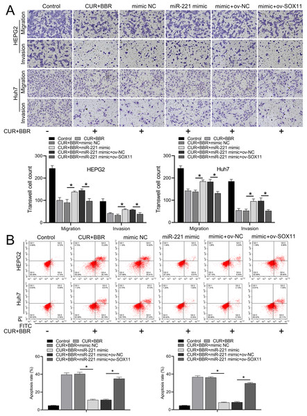 CUR-BBR affects the migration/invasion and apoptosis of HEPG2 and Huh7 cells through the miR-221/SOX11 axis.