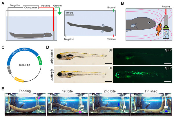 EOD exposure from electric eel to zebrafish larvae.