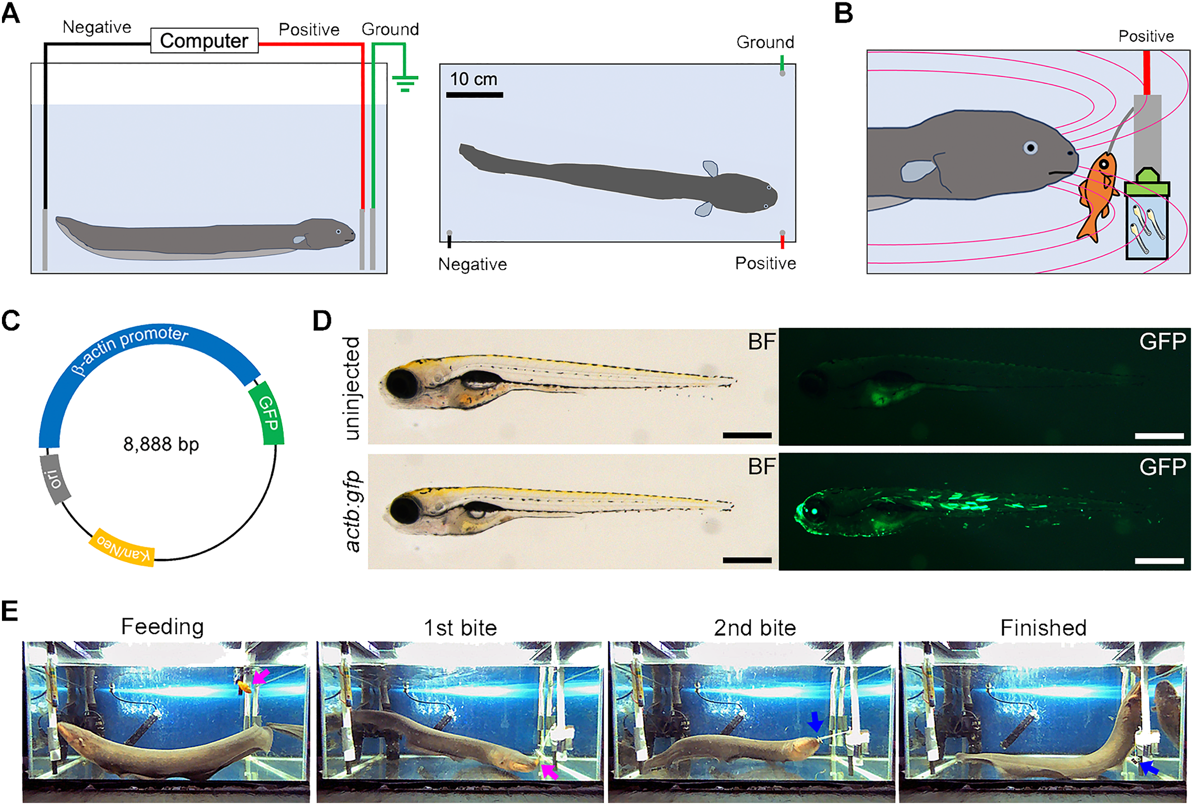 Electric organ discharge from electric eel facilitates DNA