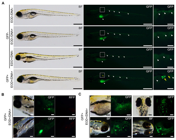 GFP fluorescence in EOD-exposed zebrafish.