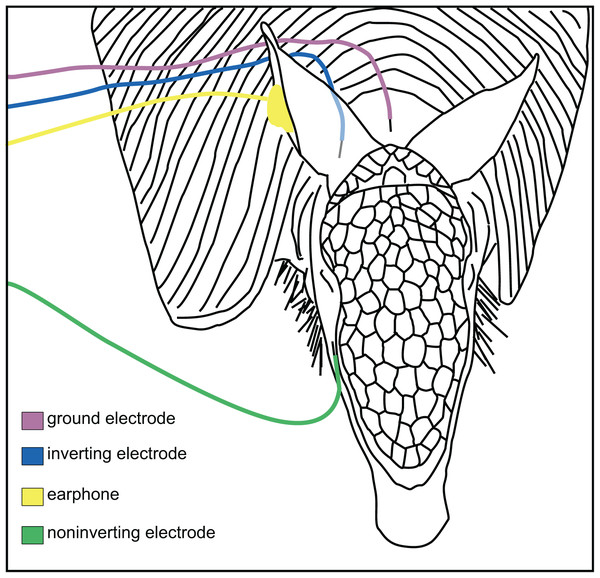 Placement of electrodes on the armadillo head.